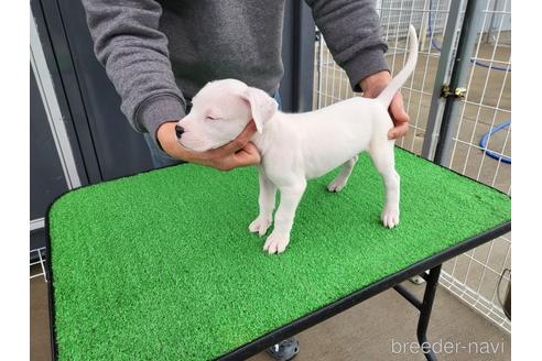 成約済の愛知県のその他の犬種-160921の2枚目